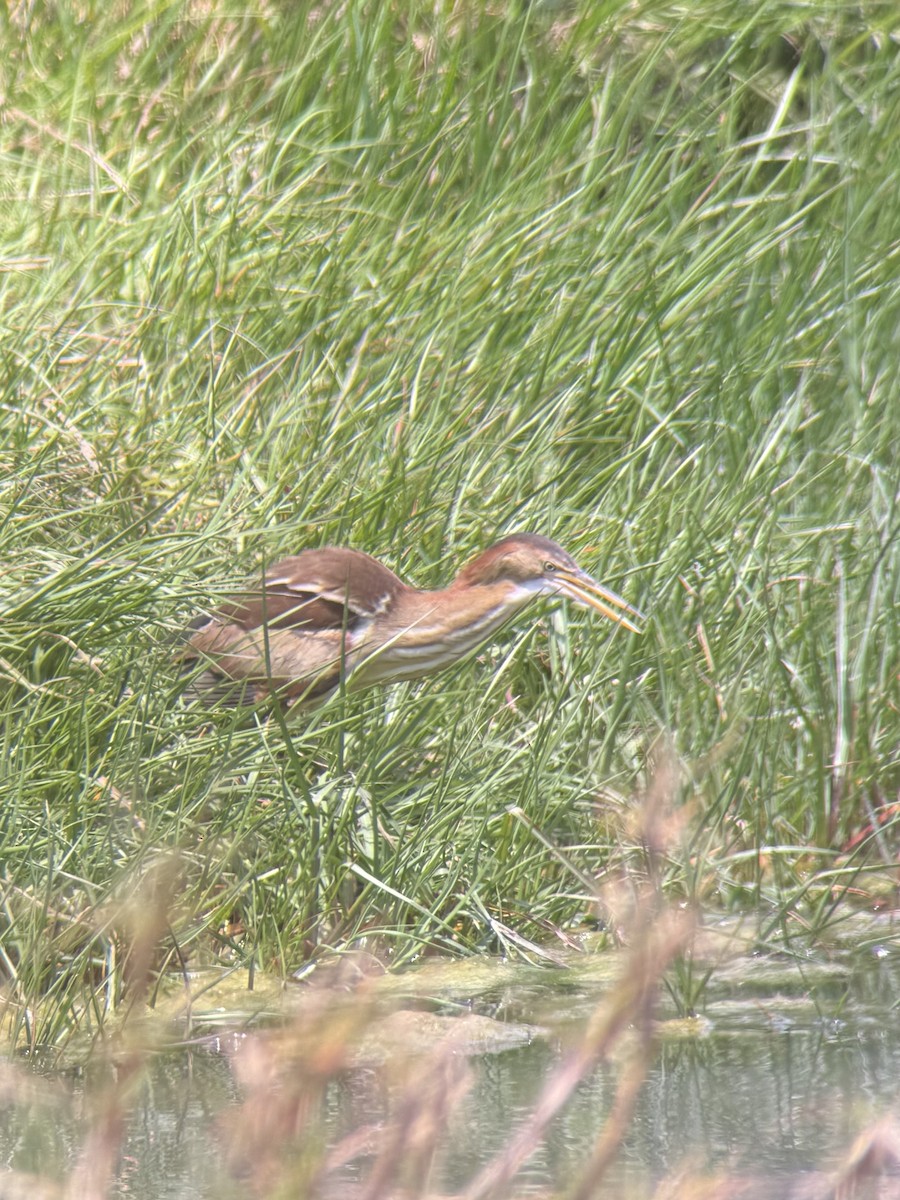 Least Bittern - ML634556363