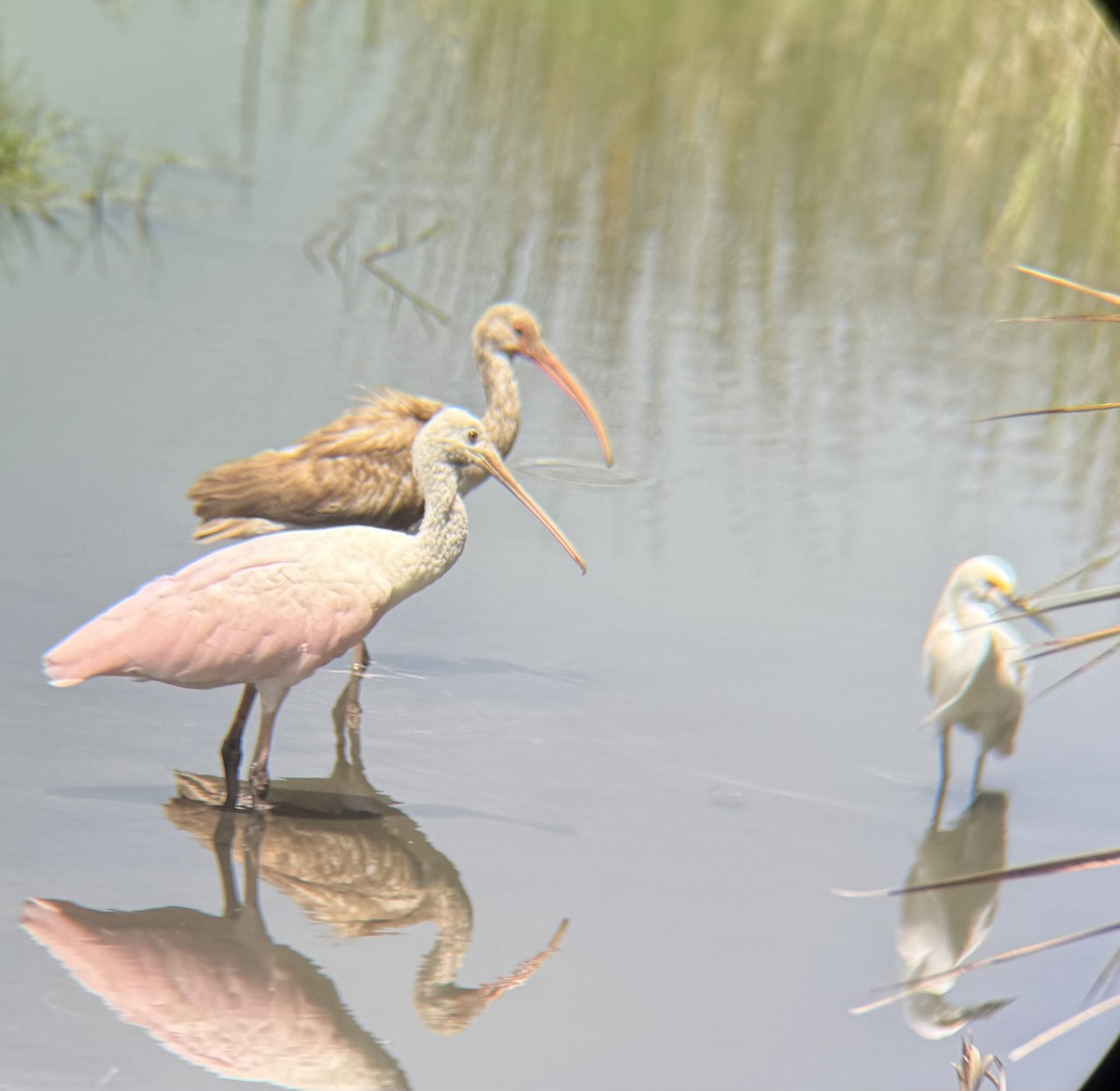 Roseate Spoonbill - ML634556382