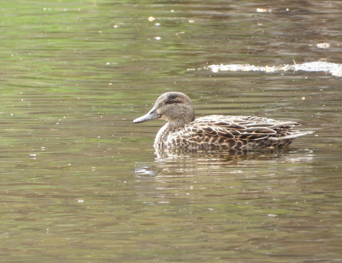 Ногоохон нугас - ML634556444