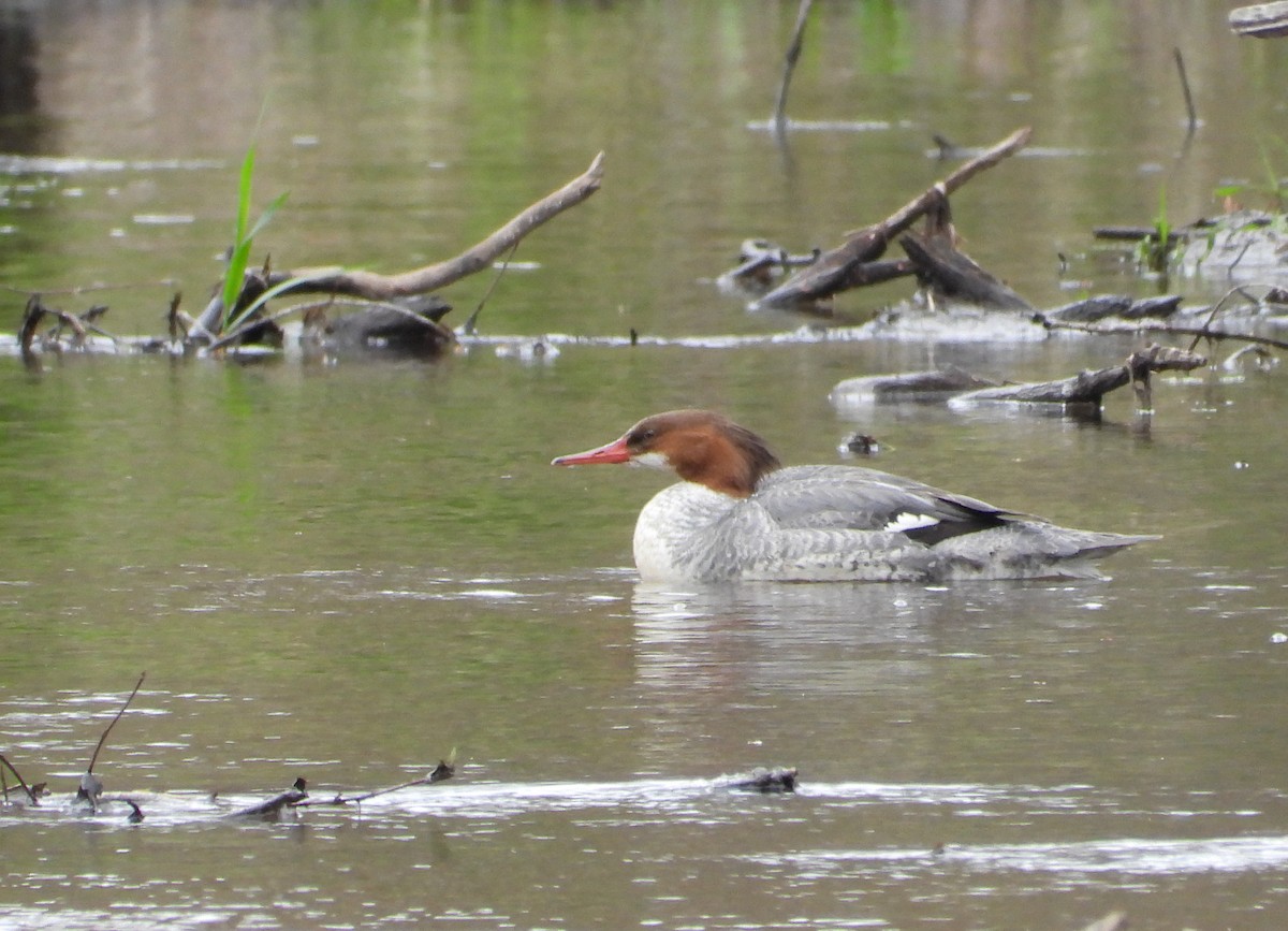Gänsesäger - ML634556453