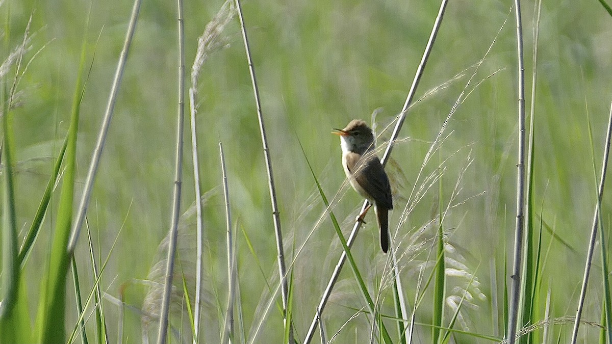 Common Reed Warbler - ML634556487