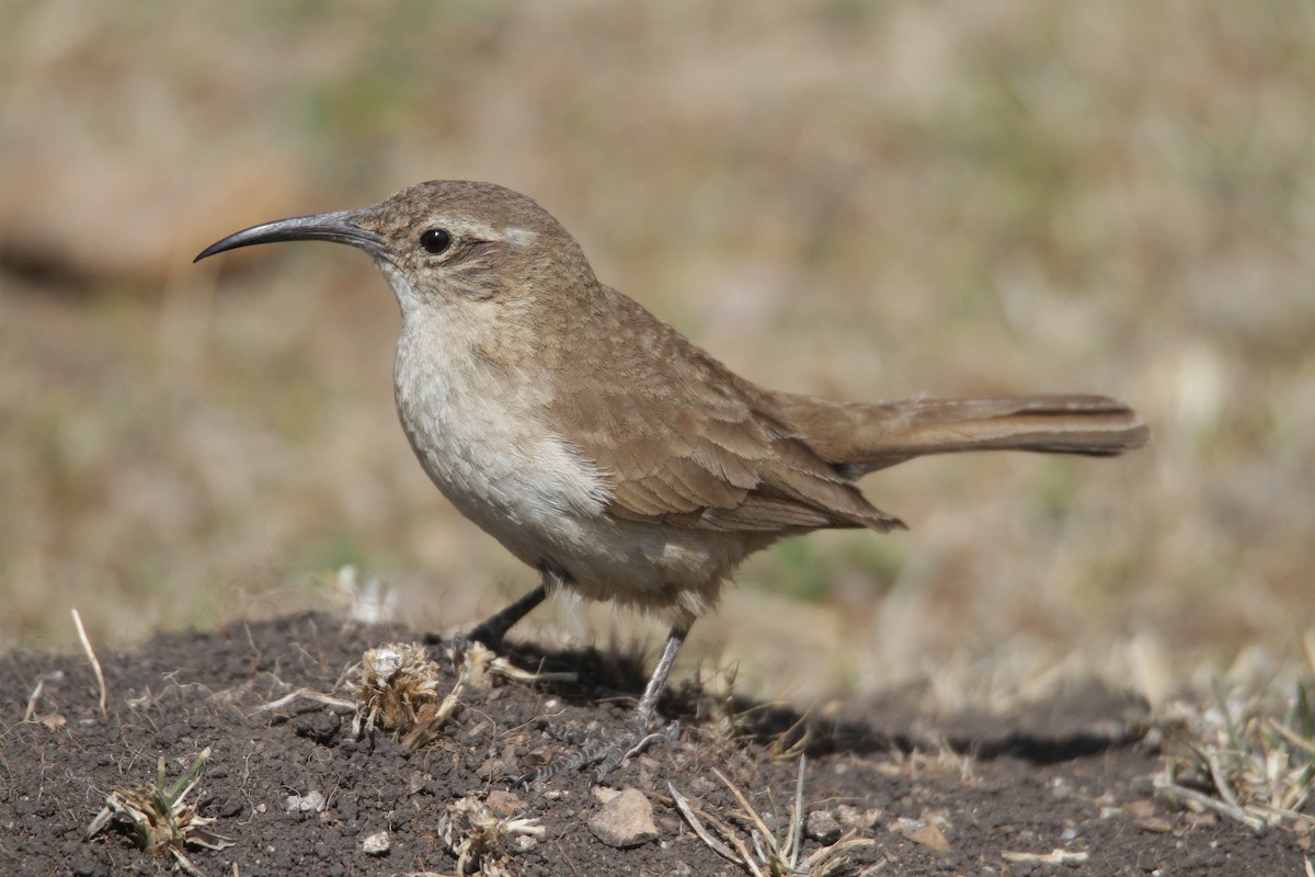 Buff-breasted Earthcreeper (Plain-breasted) - ML634556516