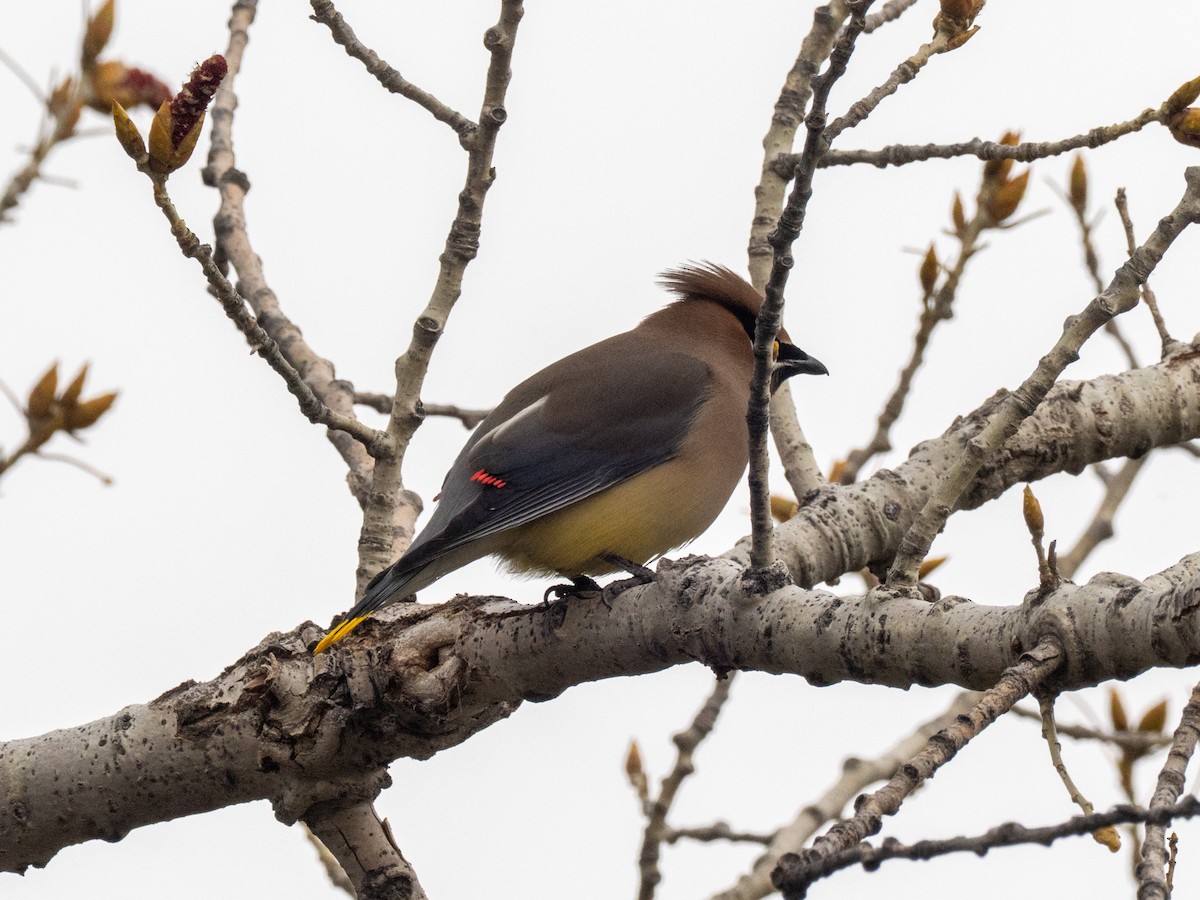 Cedar Waxwing - ML634556520