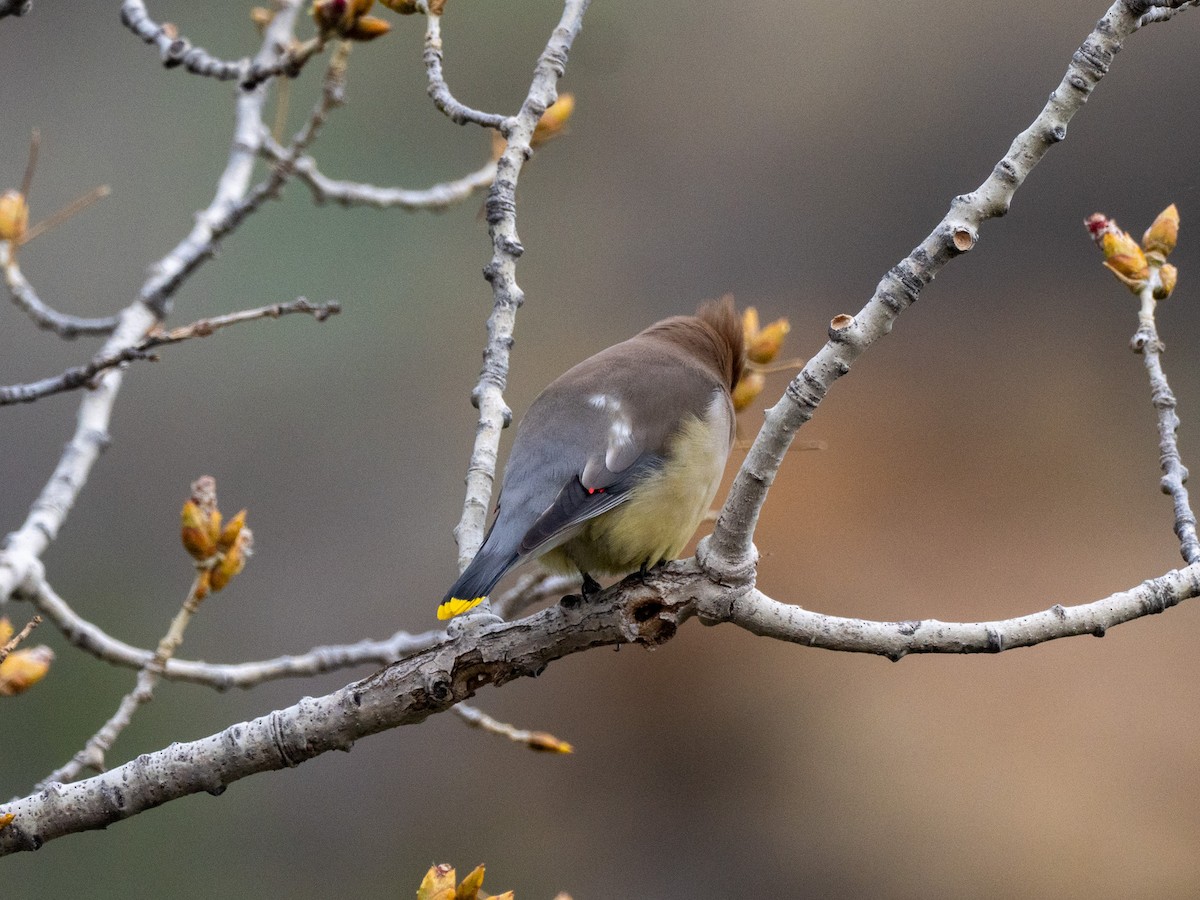 Cedar Waxwing - ML634556521