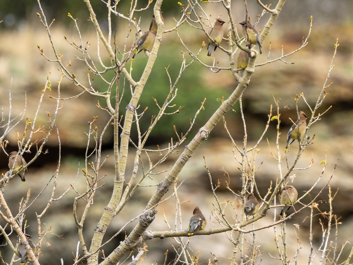 Cedar Waxwing - ML634556522