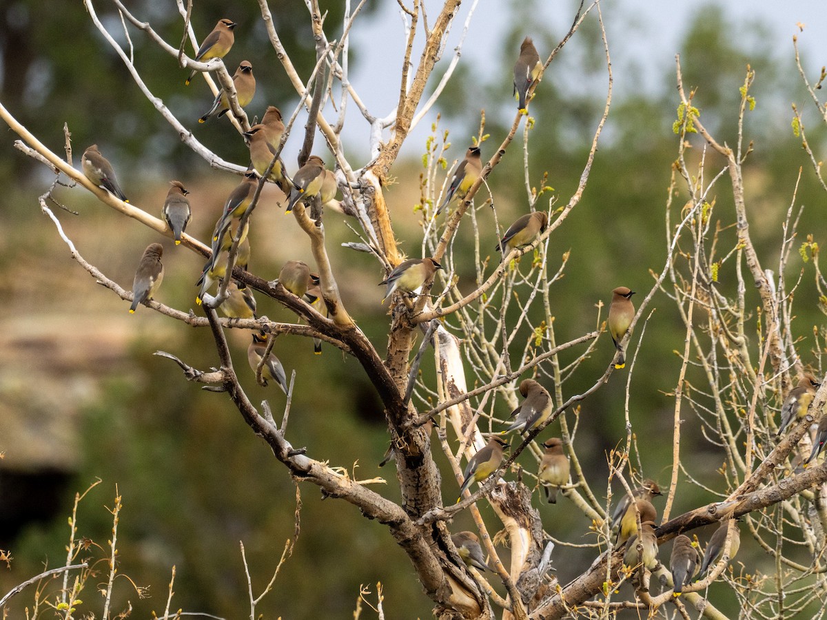 Cedar Waxwing - ML634556523