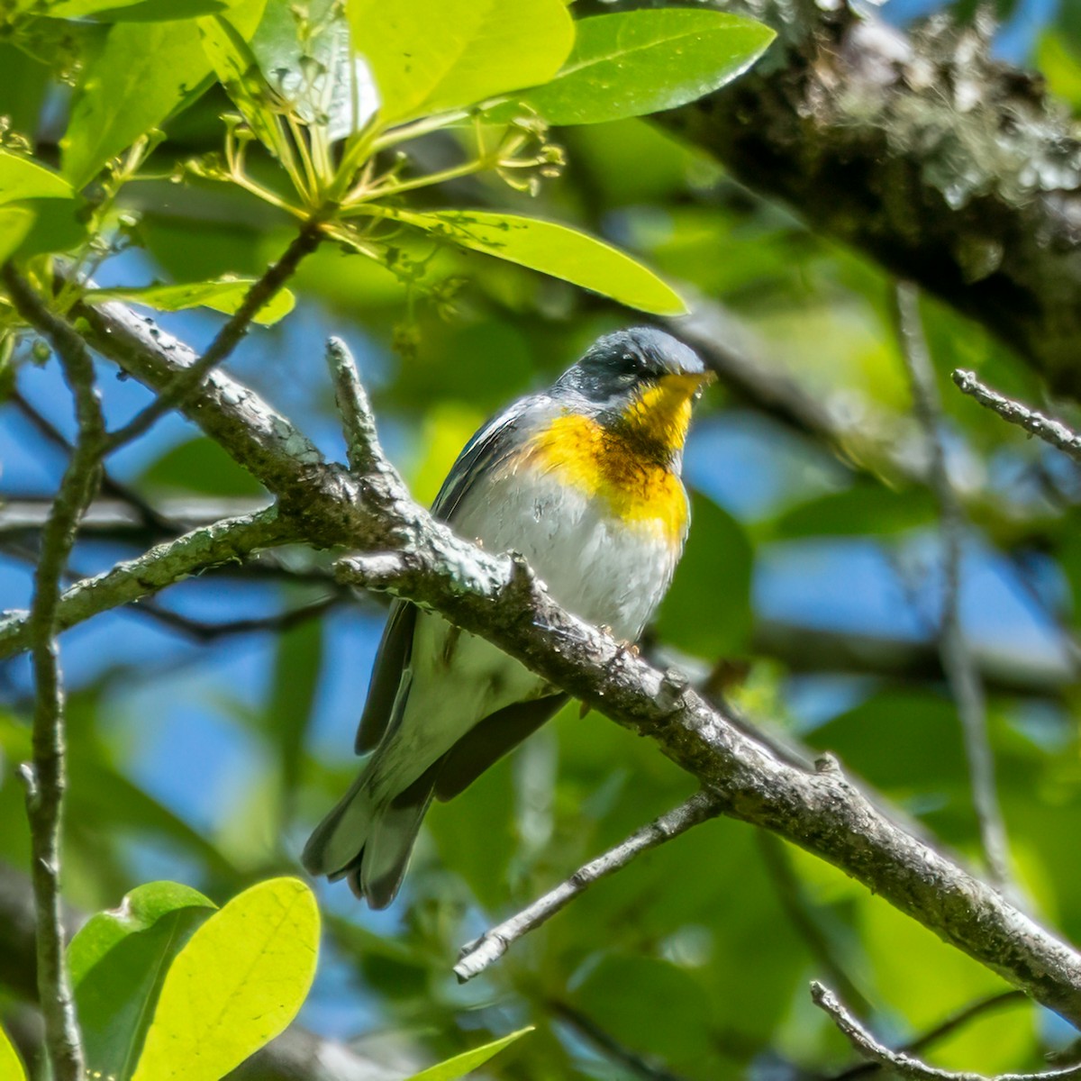 Northern Parula - ML634556605