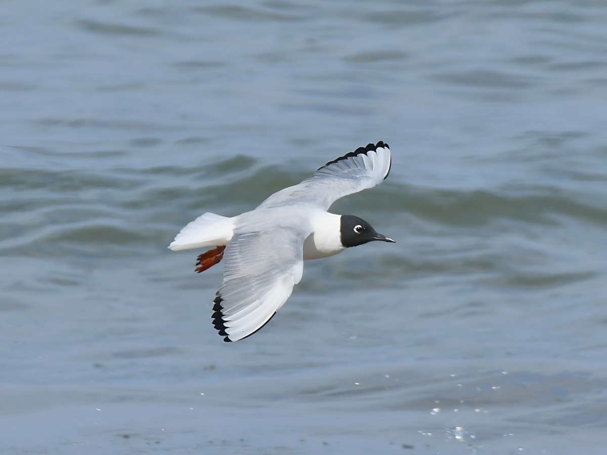 Bonaparte antxeta - ML634557210