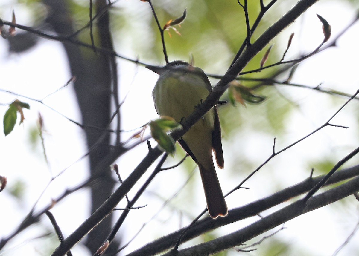 Great Crested Flycatcher - ML634557384