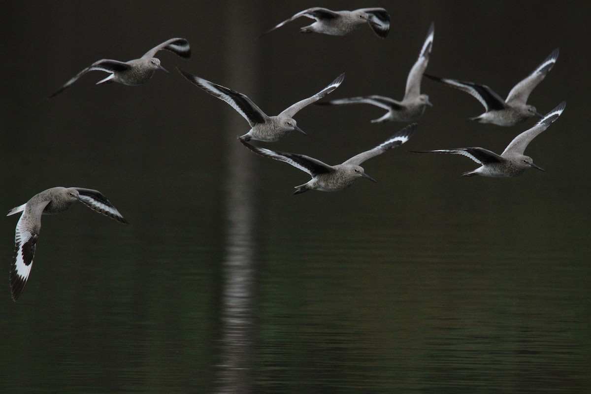 Willet - ML634557405