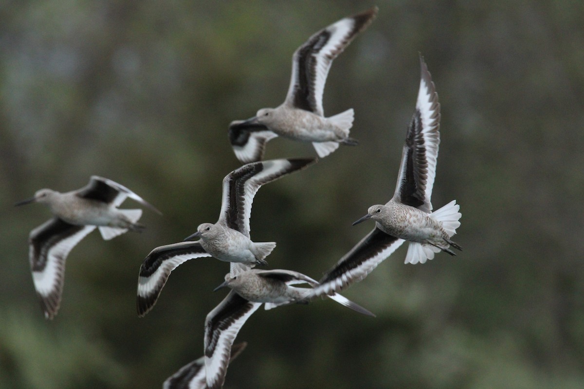 Willet - ML634557406