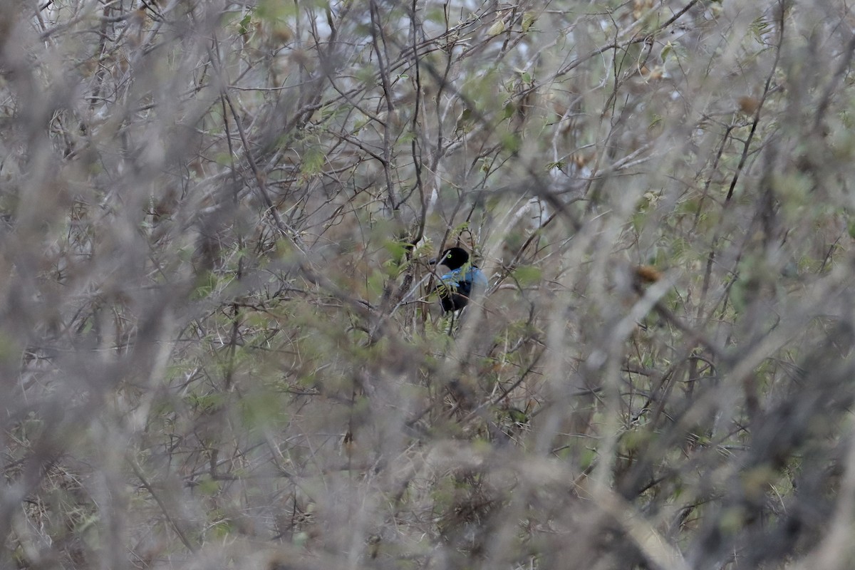 Bushy-crested Jay - ML634557415