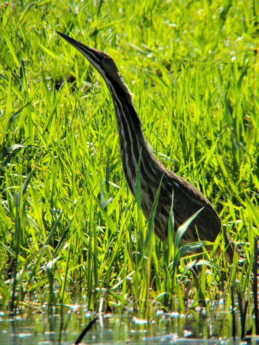 American Bittern - ML634557523