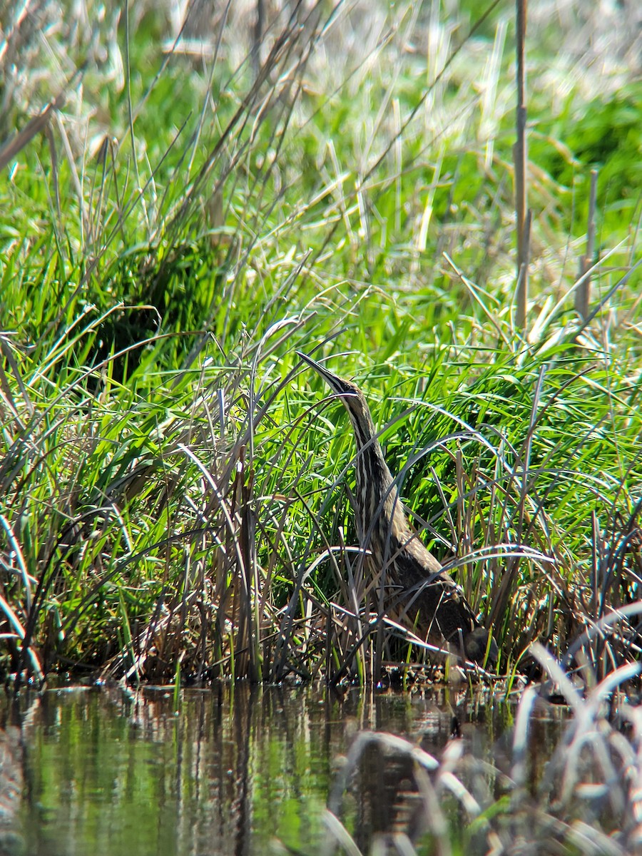 American Bittern - ML634557524