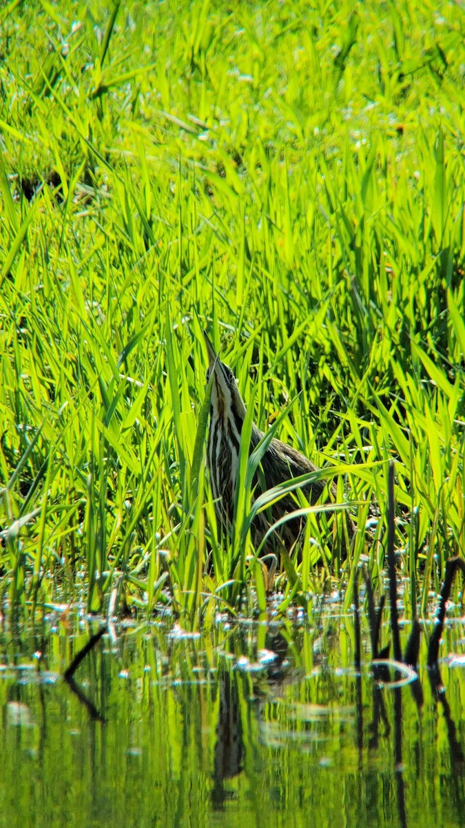 American Bittern - ML634557525