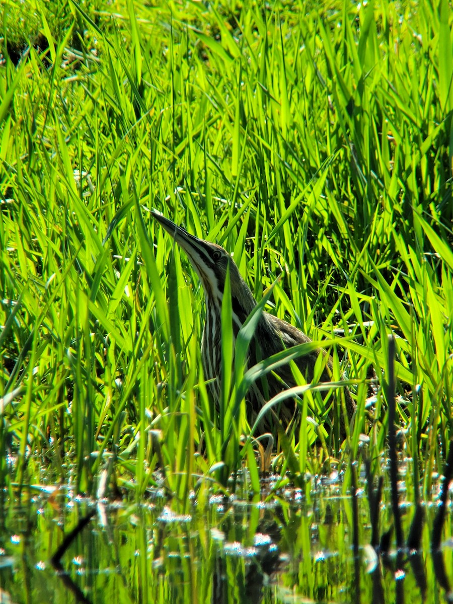 American Bittern - ML634557526