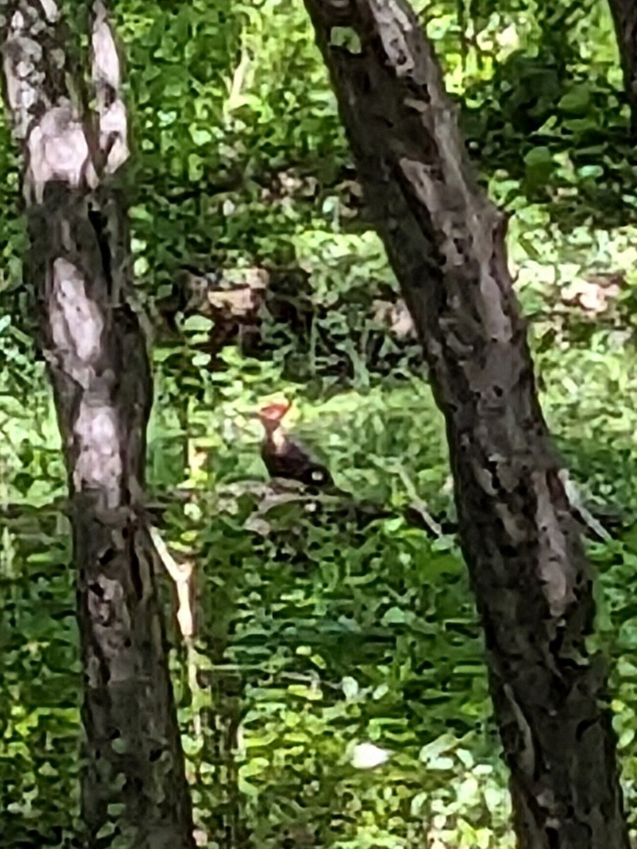 Pileated Woodpecker - ML634557537