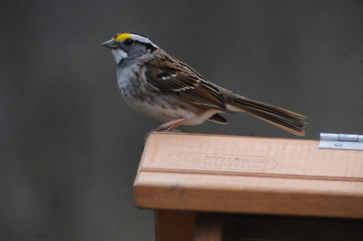 White-throated Sparrow - ML634557598