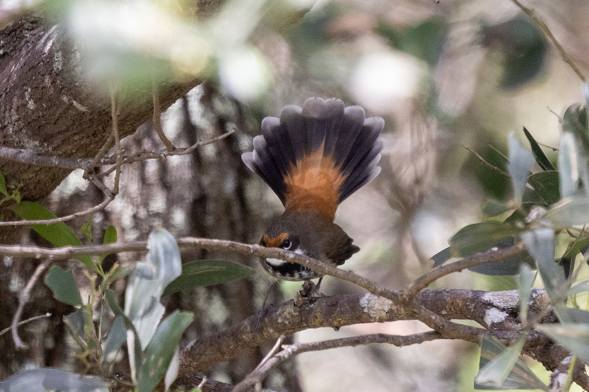 Australian Rufous Fantail - ML634557622