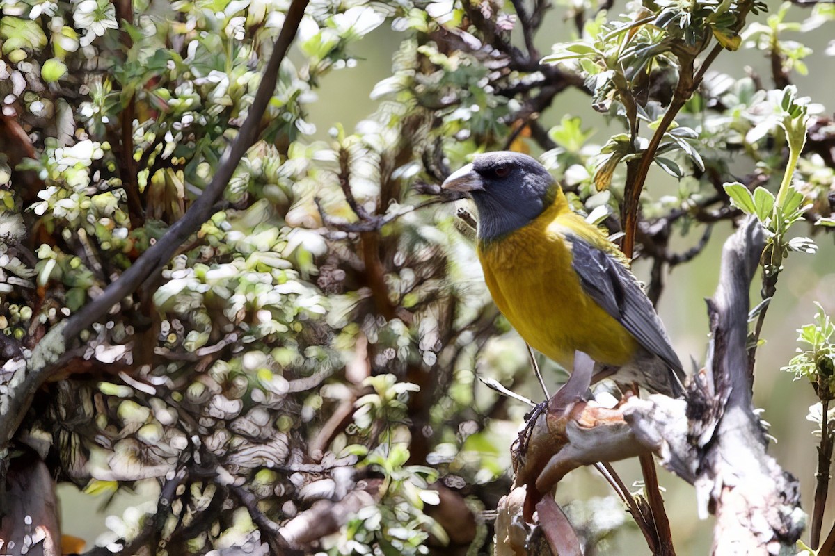 Peruvian Sierra Finch - ML634557770