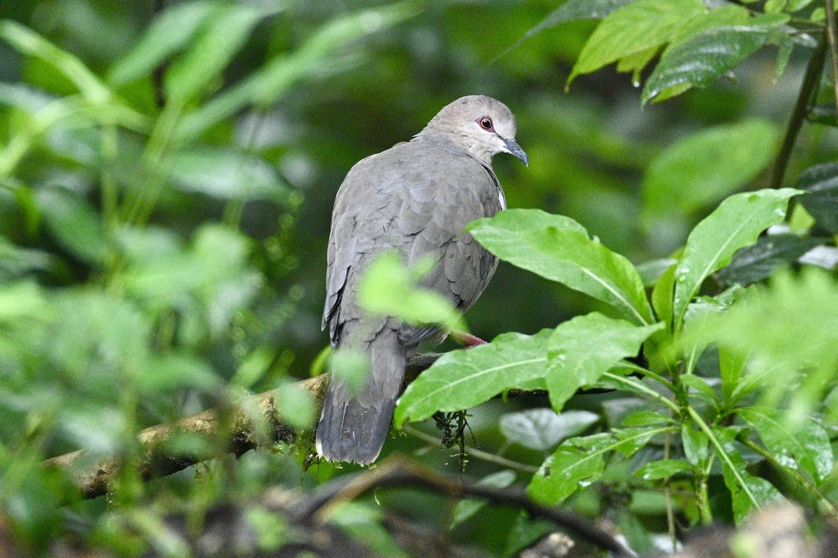 Pallid Dove - ML634557799