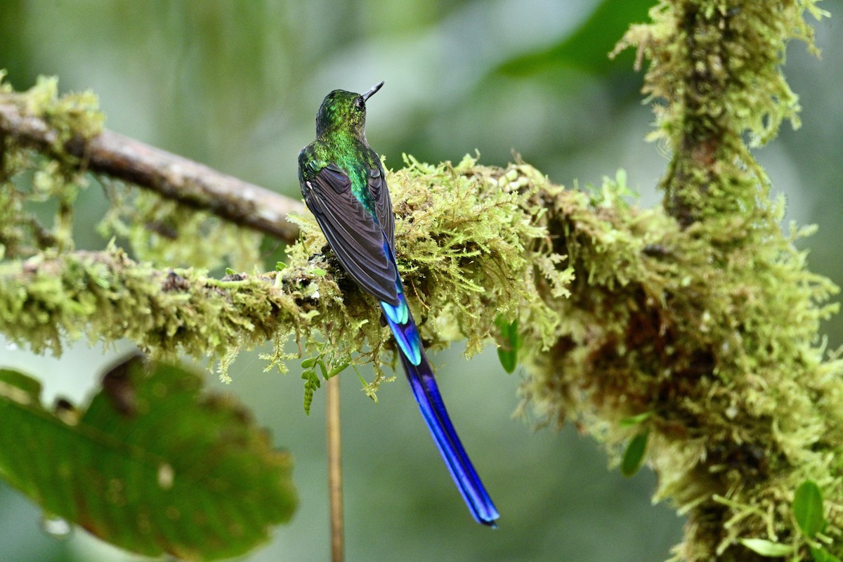 Violet-tailed Sylph - ML634557821