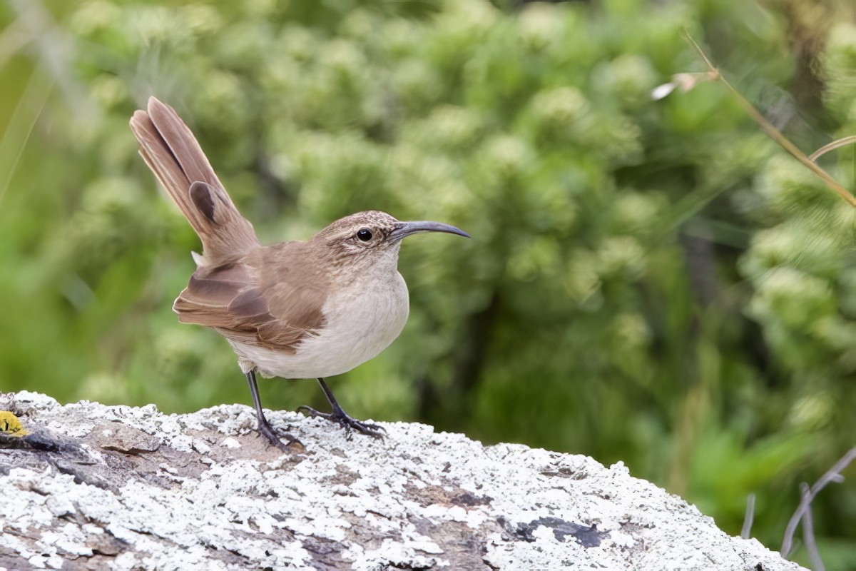 Buff-breasted Earthcreeper - ML634557881
