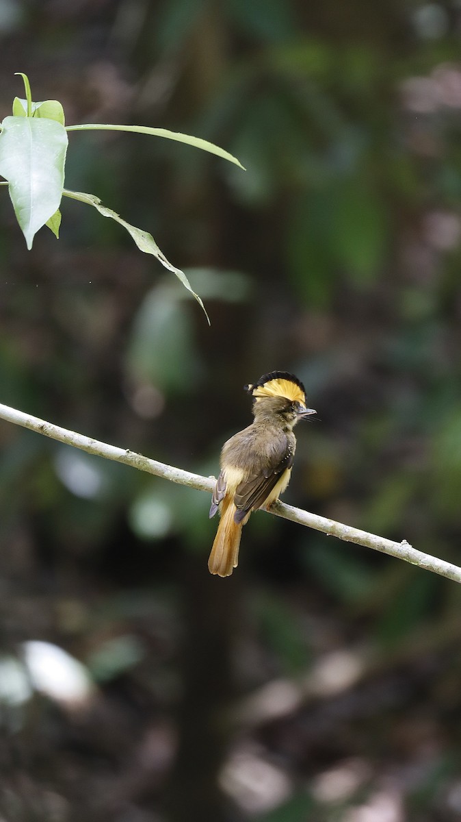 Tropical Royal Flycatcher - ML634557985