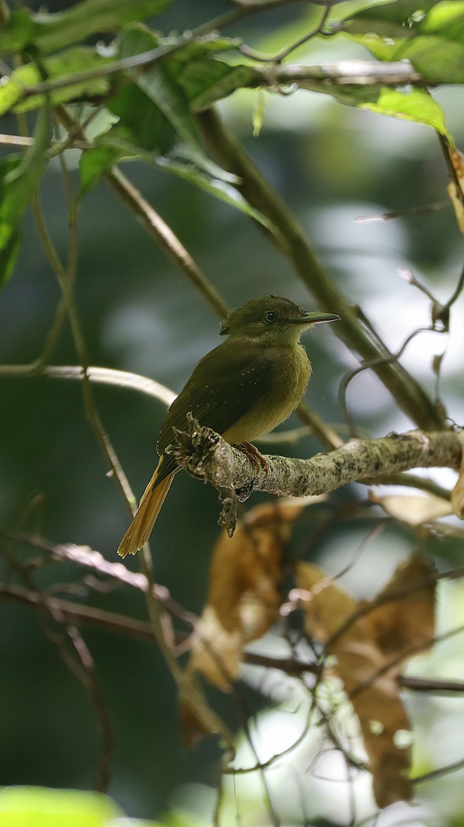 Tropical Royal Flycatcher - ML634557996