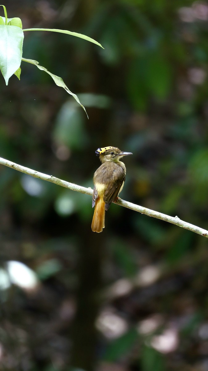 Tropical Royal Flycatcher - ML634558012