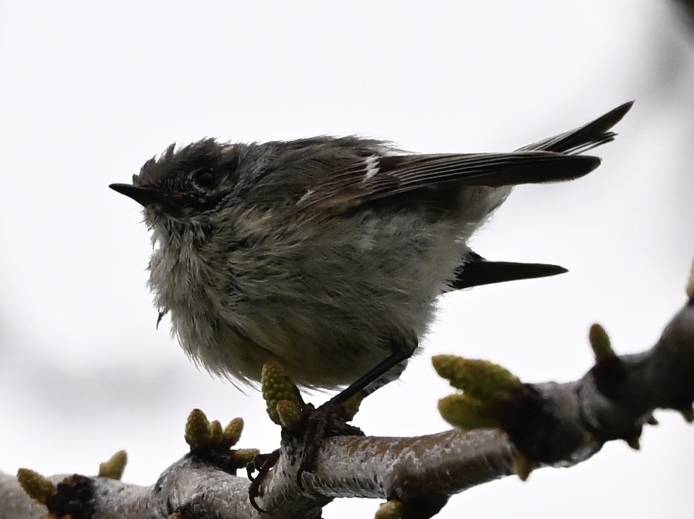 Ruby-crowned Kinglet - ML634558017