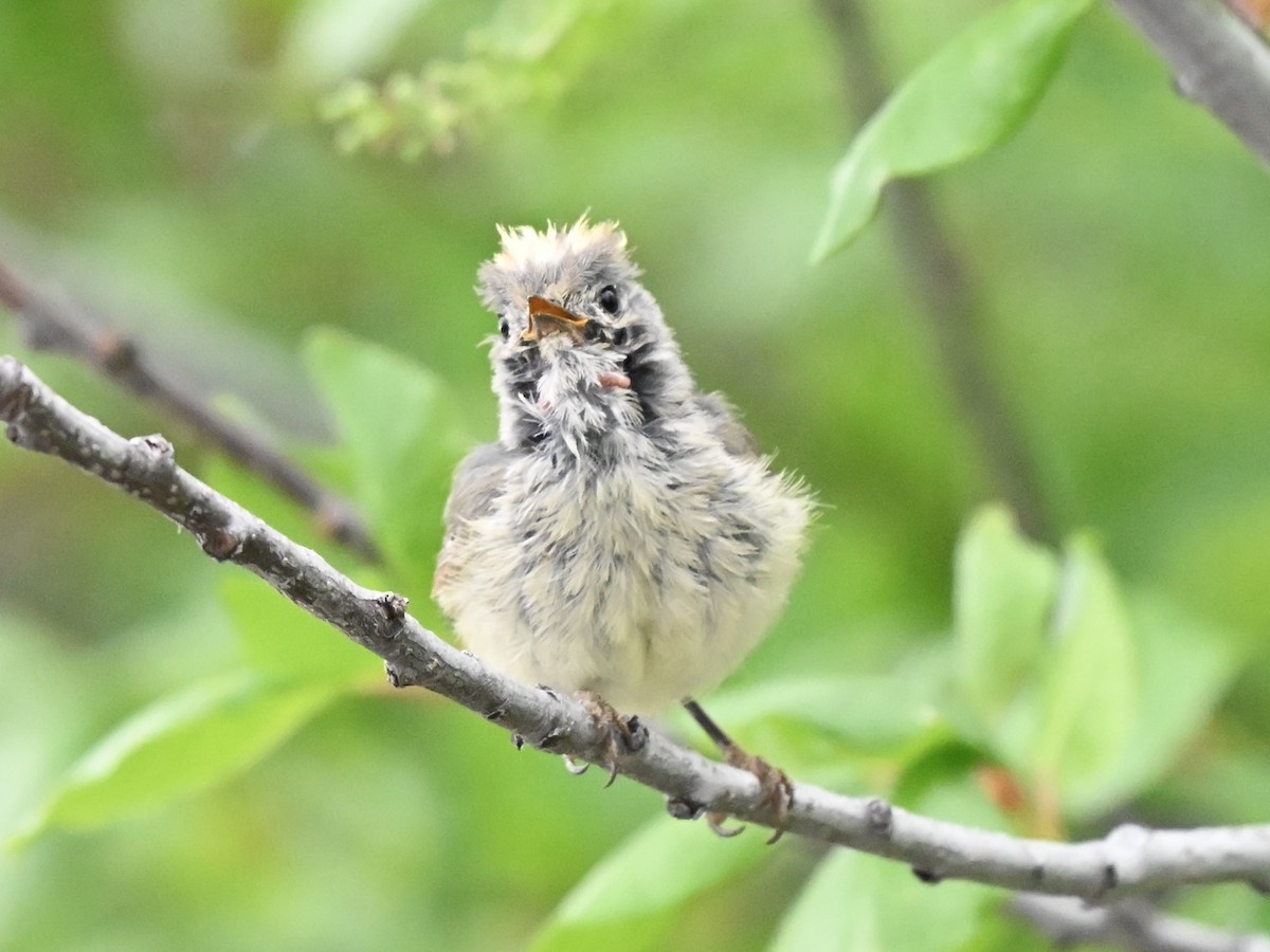 Ruby-crowned Kinglet - ML634558018
