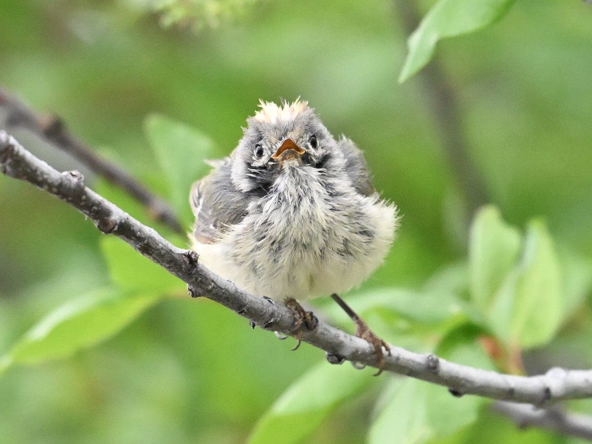 Ruby-crowned Kinglet - ML634558019