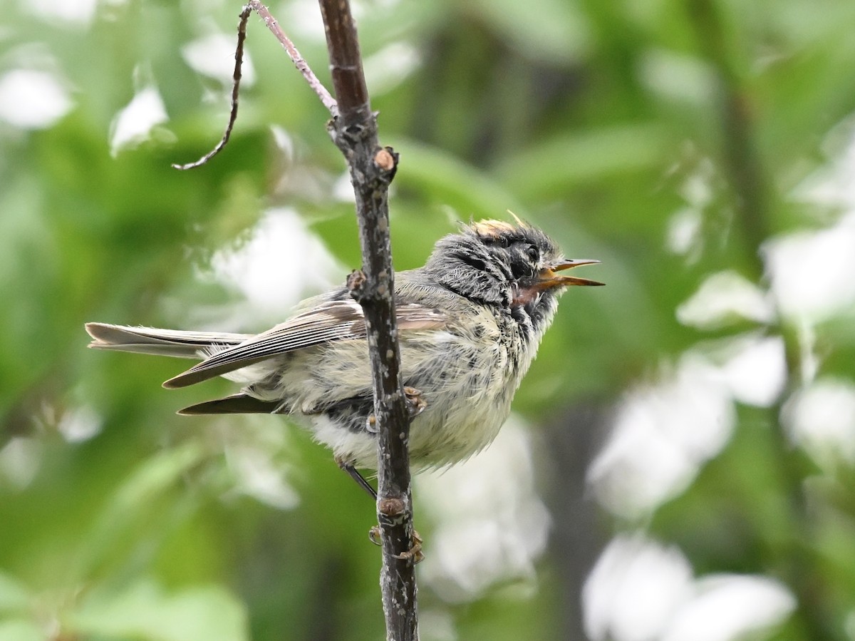 Ruby-crowned Kinglet - ML634558020