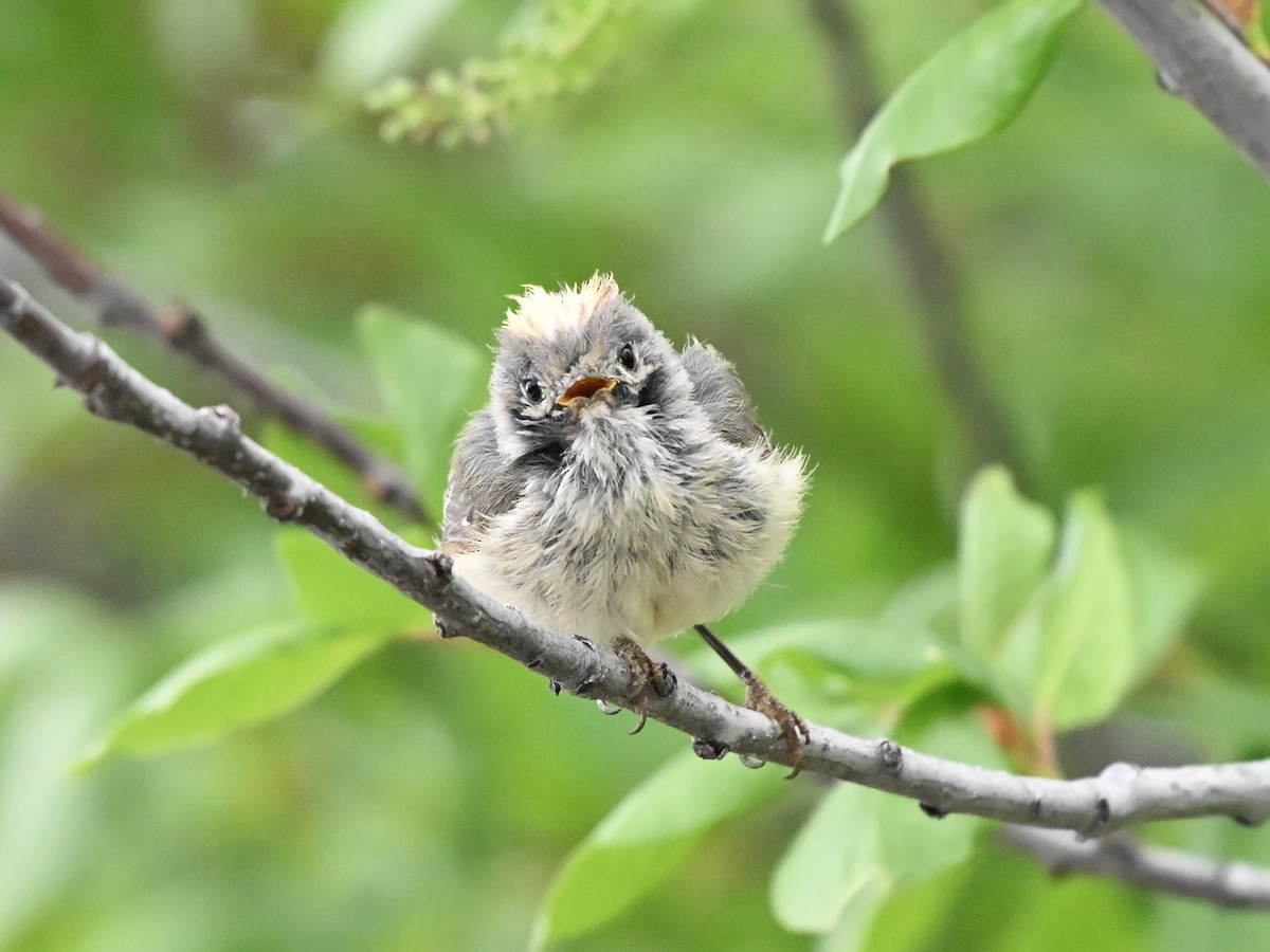 Ruby-crowned Kinglet - ML634558021