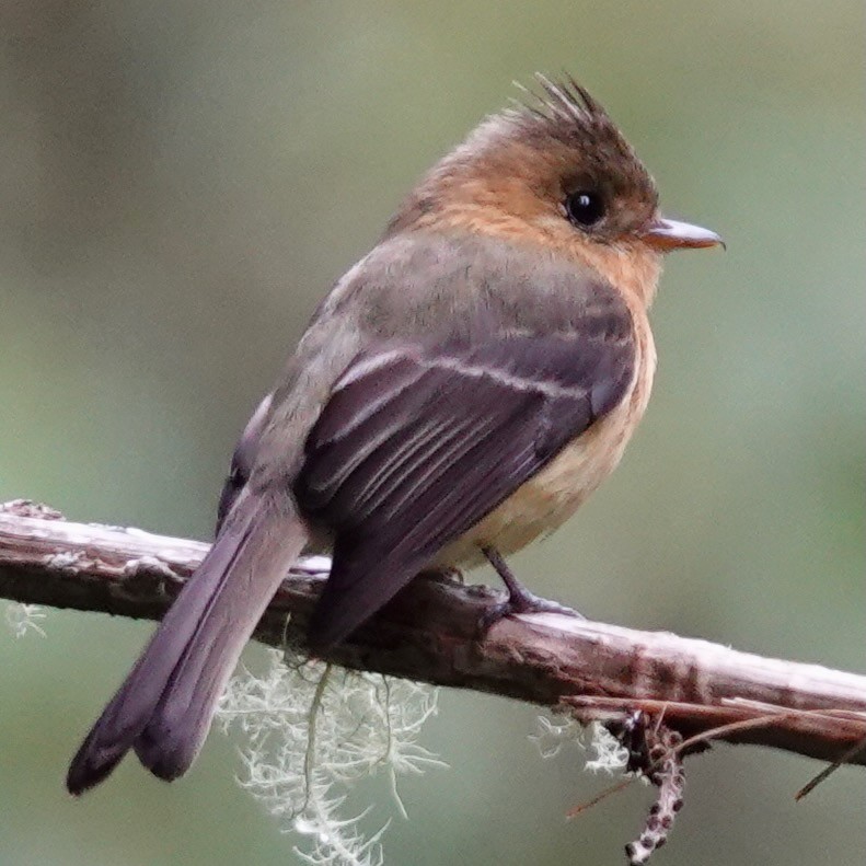 Tufted Flycatcher - ML634558056