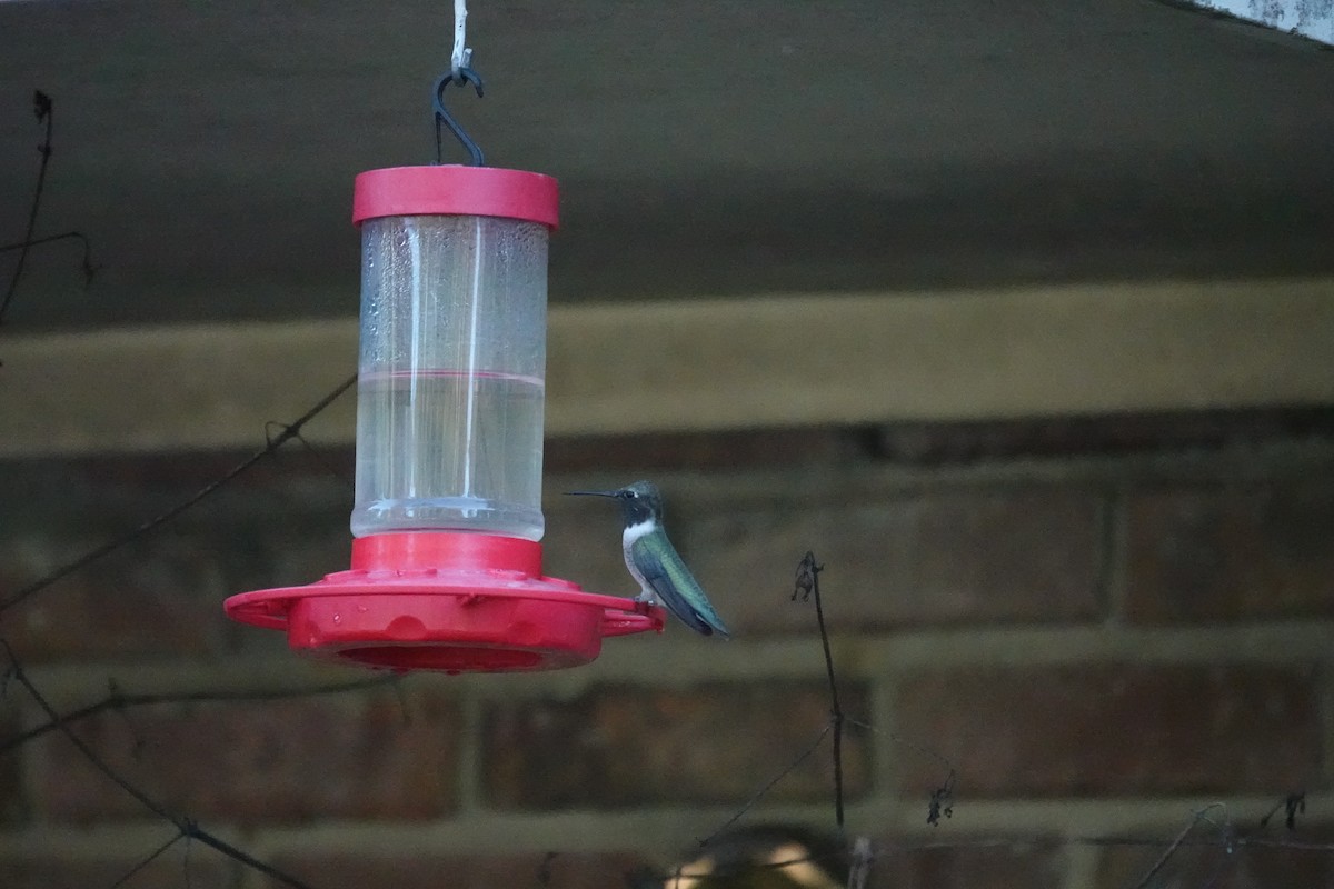 Black-chinned Hummingbird - ML634558099