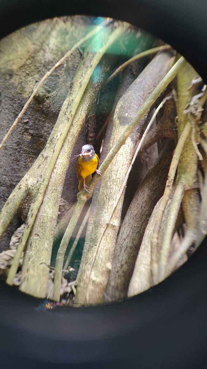 Gray-headed Tanager - ML634558136