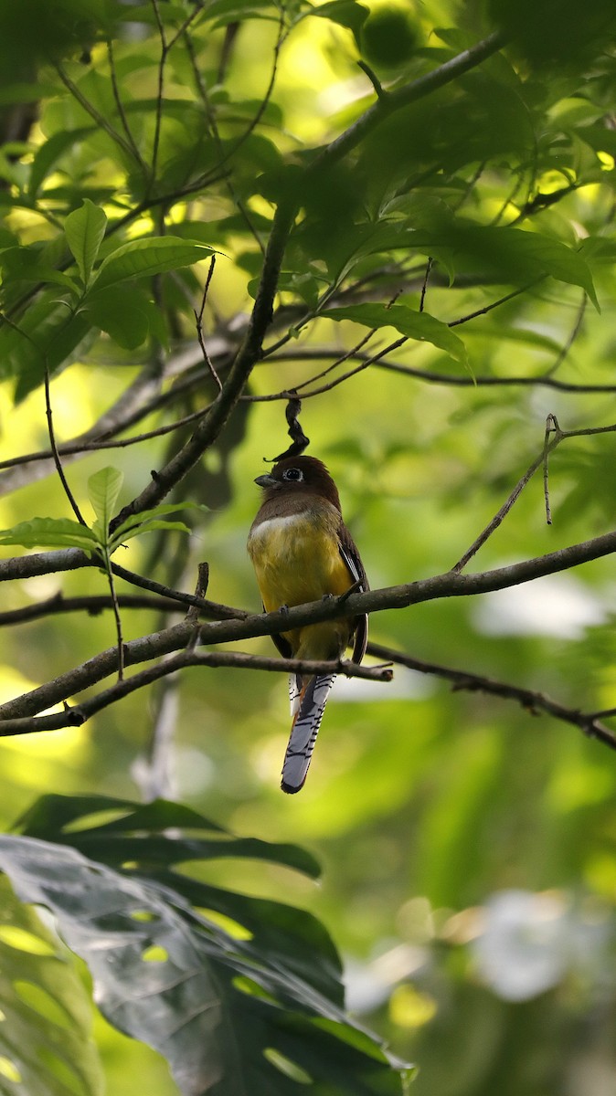 Graceful Black-throated Trogon - ML634558160