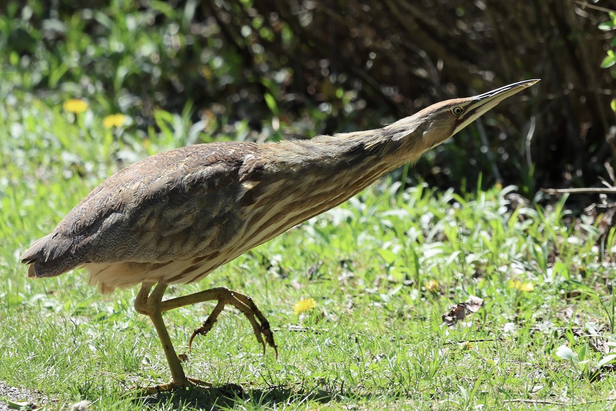 American Bittern - Suzanne Tuberdyke