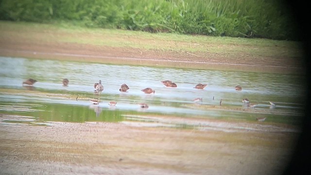 Greater Yellowlegs - ML634558236