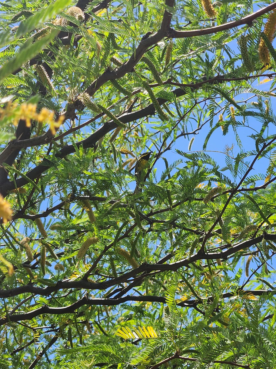 Townsend's Warbler - ML634558271