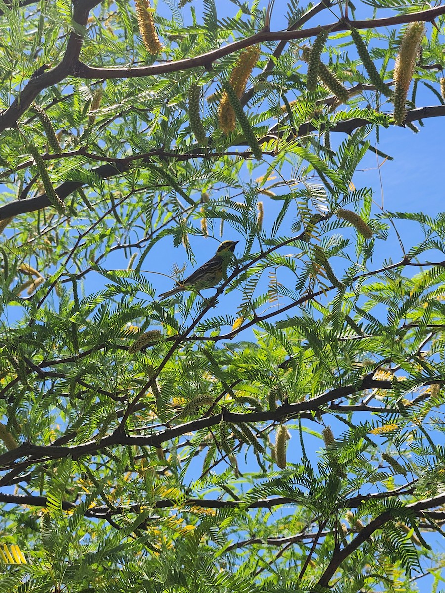 Townsend's Warbler - ML634558273