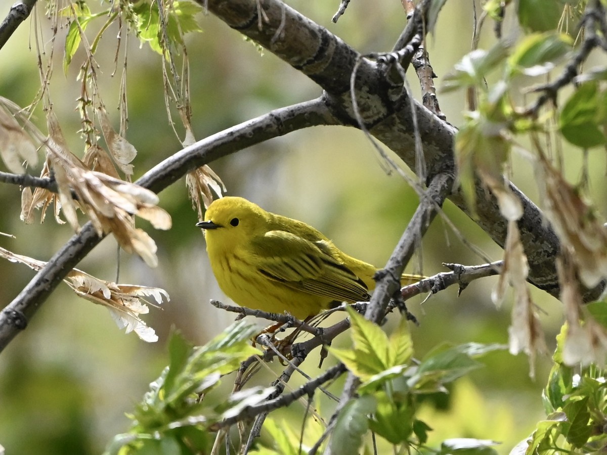 Yellow Warbler - ML634558283