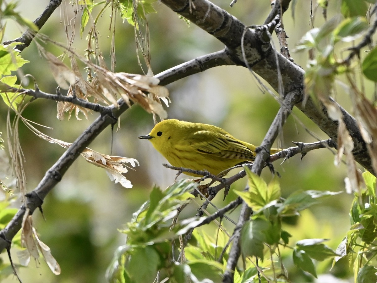 Yellow Warbler - ML634558284