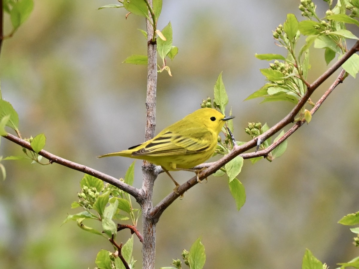 Yellow Warbler - ML634558285