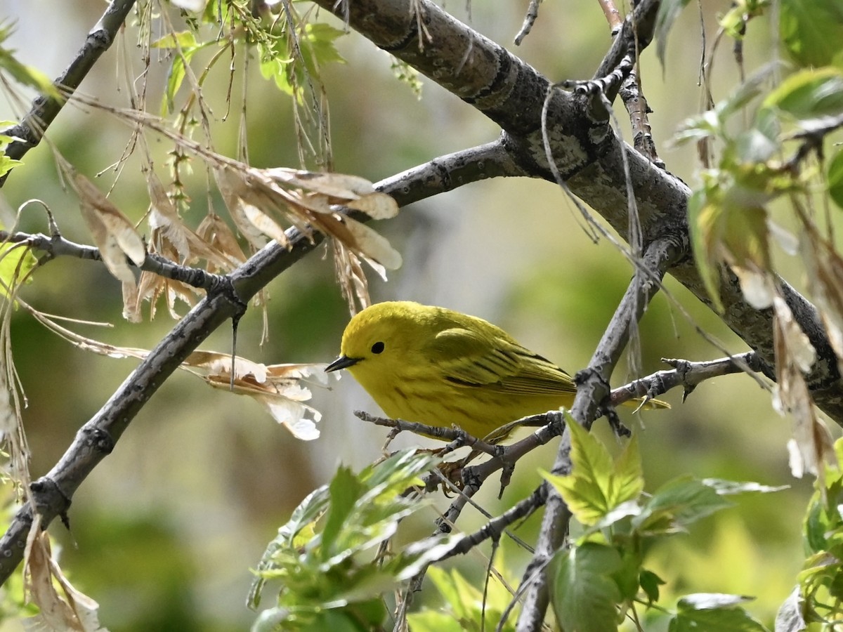 Yellow Warbler - ML634558286
