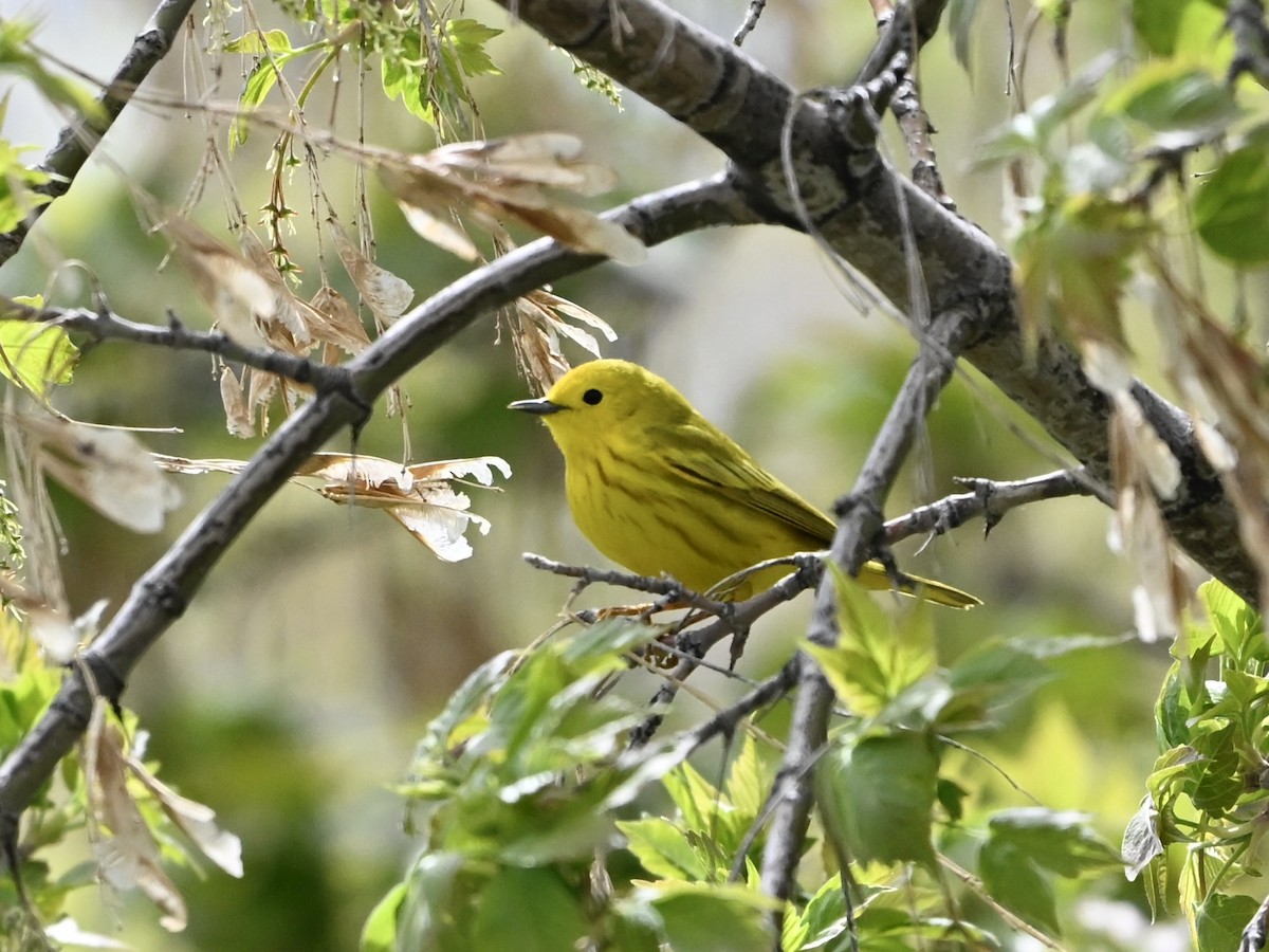 Yellow Warbler - ML634558287