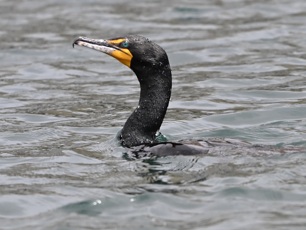 Double-crested Cormorant - ML634558309