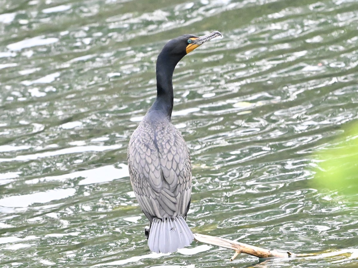 Double-crested Cormorant - ML634558310